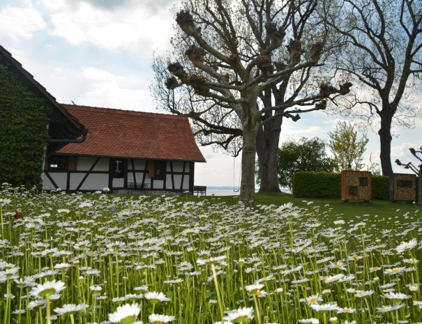 Frühling am Bodensee