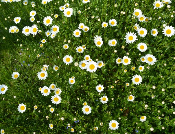 Blumenpracht